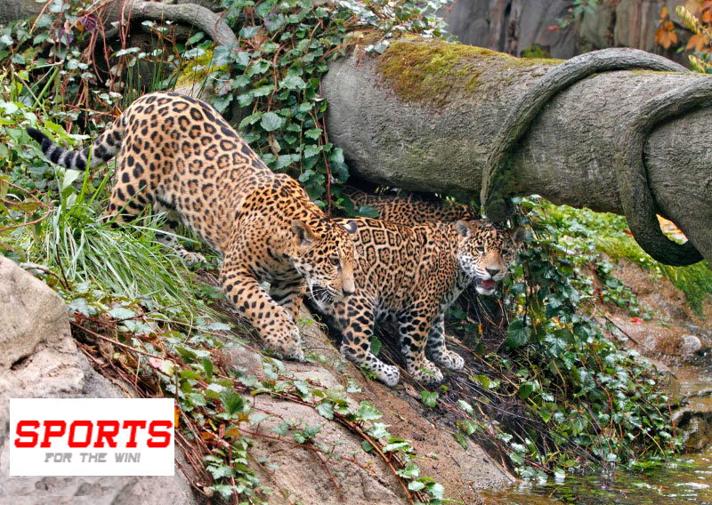 Live jaguars used for the Jaguar Football Team opening ceremony escaped during a demonstration,  prompting the Jacksonville Animal Control to use a tranquilizer on two of the jaguars